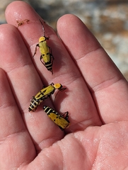 Chauliognathus misellus