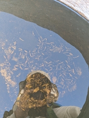 Chauliognathus misellus