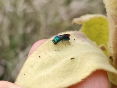 Chrysis angolensis