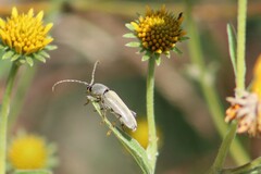 Tanyochraethes hololeucus