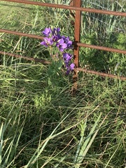 Eustoma russellianum
