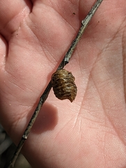 Pseudovates arizonae