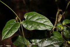 Parsonsia velutina