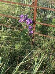 Eustoma russellianum