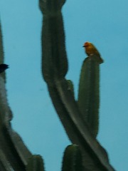 Ploceus castaneiceps