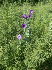 Eustoma russellianum