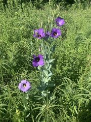 Eustoma russellianum