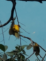 Ploceus castaneiceps