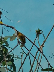 Ploceus castaneiceps