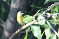 Leiothlypis ruficapilla