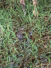 Lithobates yavapaiensis