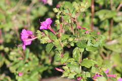 Mirabilis viscosa