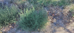 Salsola australis