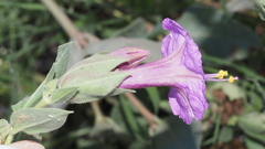 Mirabilis multiflora pubescens