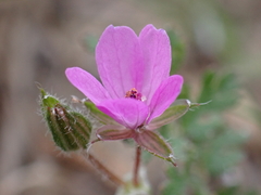 Erodium