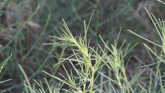Salsola australis