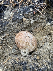 Rhizopogon