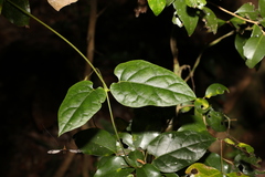 Parsonsia velutina