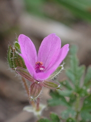 Erodium