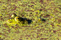 Lithobates catesbeianus