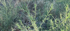 Salsola australis