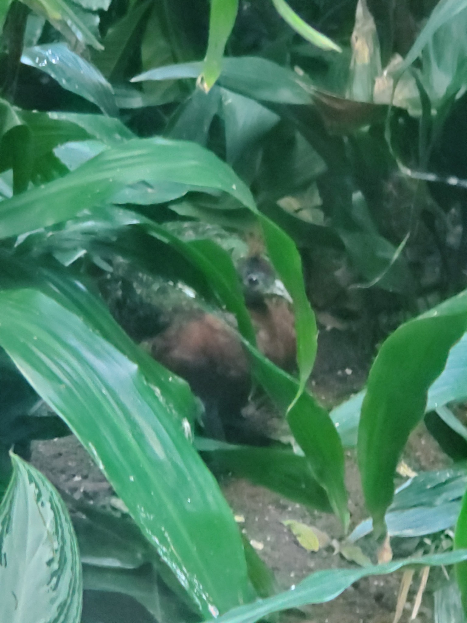 Congo peafowl