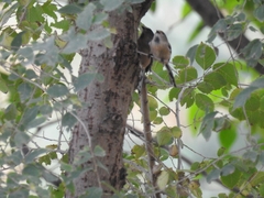 Aegithalos glaucogularis