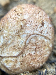 Rhizopogon