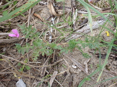 Erodium