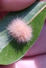 Neuroterus laurifoliae