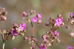 Mirabilis viscosa