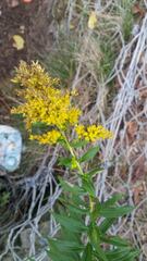 Solidago