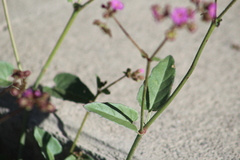 Mirabilis viscosa