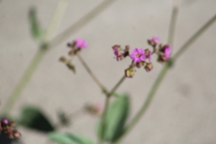 Mirabilis viscosa