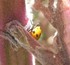 Hippodamia convergens