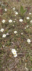 Nierembergia calycina