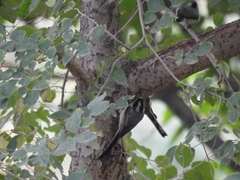 Aegithalos glaucogularis