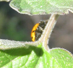Hippodamia convergens
