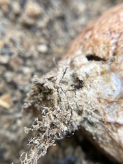 Rhizopogon