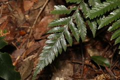 Davallia solida
