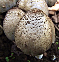 Coprinopsis romagnesiana