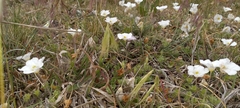Nierembergia calycina