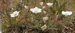 Nierembergia calycina
