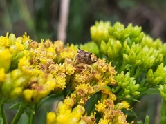 Phymatinae