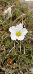 Nierembergia calycina