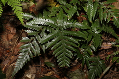 Davallia solida