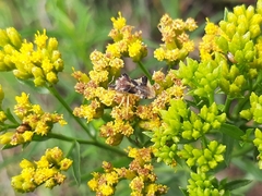 Phymatinae