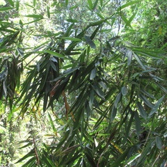 Guadua angustifolia