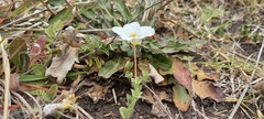Nierembergia calycina