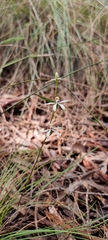 Caladenia ustulata